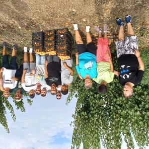 Συγκομιδή βερίκοκων 